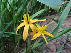 Pauridia linearis