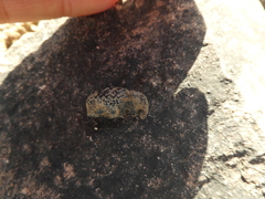 Brachycerus barbarus