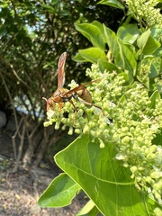Polistes japonicus