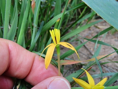 Pauridia linearis