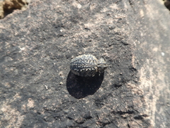 Brachycerus barbarus