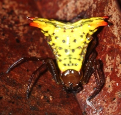 Micrathena lucasi