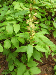 Solidago macrophylla