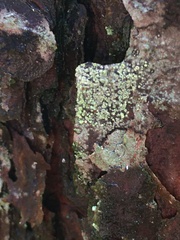 Lecanora symmicta