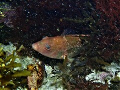 Notolabrus parilus