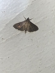 Herpetogramma phaeopteralis