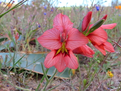 Gladiolus meliusculus