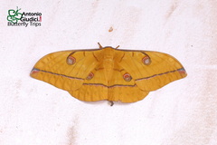 Antheraea helferi