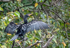 Microcarbo africanus