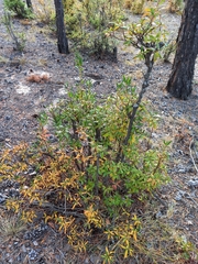 Rhododendron dauricum