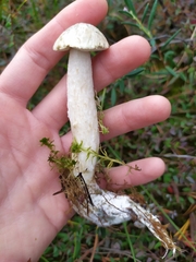 Leccinum holopus