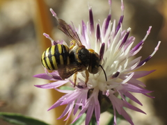 Icteranthidium grohmanni