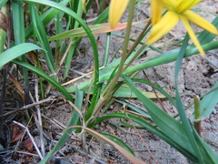 Pauridia linearis