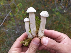Leccinum holopus