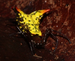 Micrathena lucasi