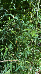Phyllostachys aurea