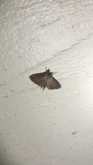 Herpetogramma phaeopteralis