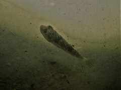 Torquigener pleurogramma