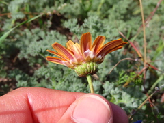 Ursinia