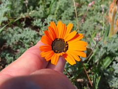 Ursinia