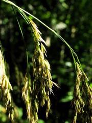 Festuca altissima