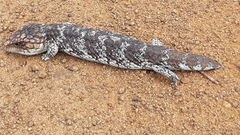 Tiliqua rugosa