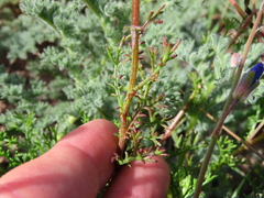 Ursinia