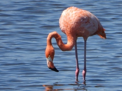 Phoenicopterus ruber