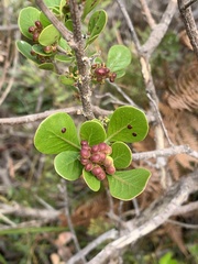Searsia lucida