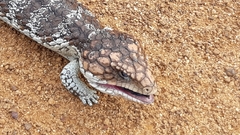 Tiliqua rugosa