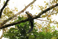 Ratufa bicolor