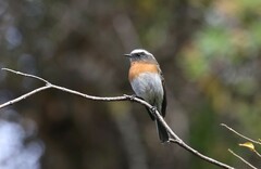 Ochthoeca rufipectoralis