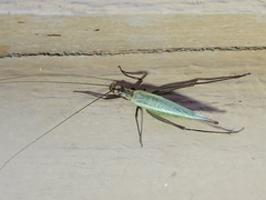 Oecanthus pini