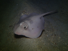 Trygonoptera personata