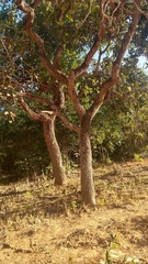 Vochysiaceae