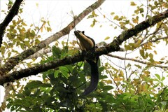 Ratufa bicolor