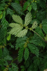 Elatostema hypoglaucum