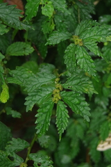Elatostema hypoglaucum