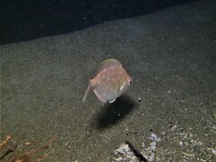 Parequula melbournensis