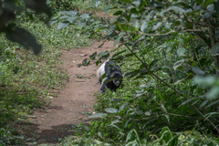 Colobus caudatus