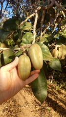 Vochysiaceae