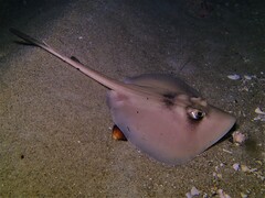 Trygonoptera personata
