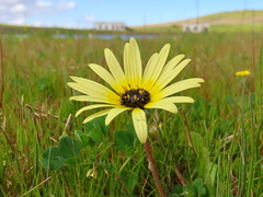Arctotheca calendula