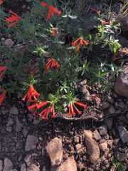 Bouvardia ternifolia
