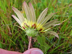 Arctotheca calendula