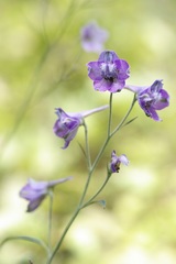 Delphinium exaltatum