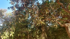 Vochysiaceae