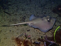 Trygonoptera personata