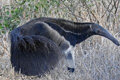 Myrmecophaga tridactyla
