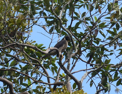 Falco peregrinus macropus